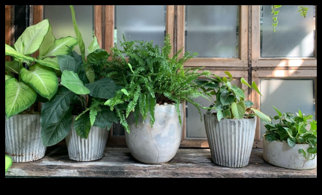 Window Sill Wonders Ένας οδηγός για να κατακτήσετε την τέχνη της εσωτερικής κηπουρικής 3 Window Sill Wonders: Mastering the Art of Indoor Gardening