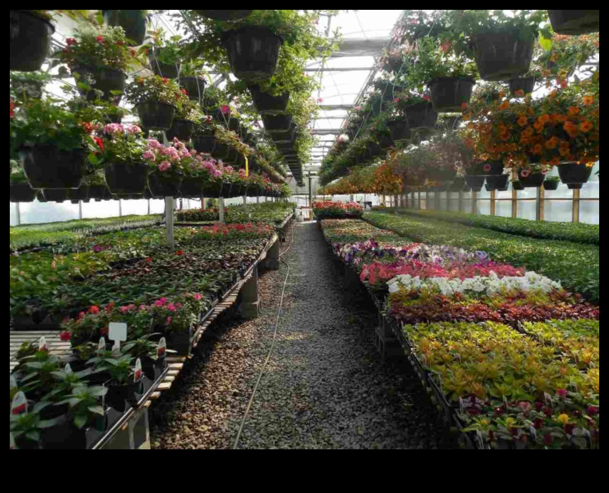 Bountiful Blossoms Greenhouse Treasures AwaitΈνας οδηγός για τα καλύτερα λουλούδια που αναπτύσσονται στο θερμοκήπιό σας 3 Bountiful Blossoms: Greenhouse Treasures Await