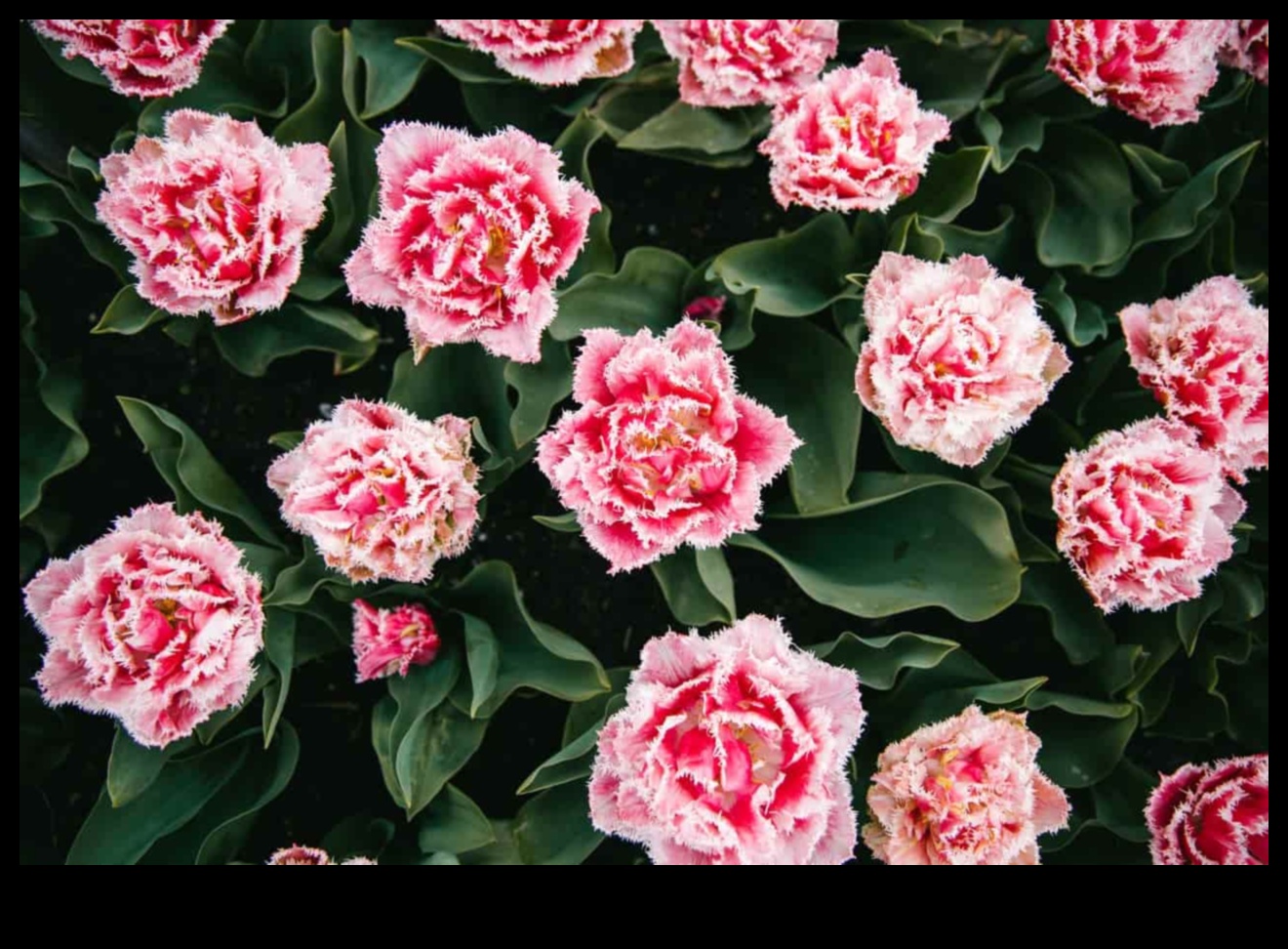 Blossom Brilliance: Ανυψώστε τον χώρο σας με τη μαεστρία στον κήπο