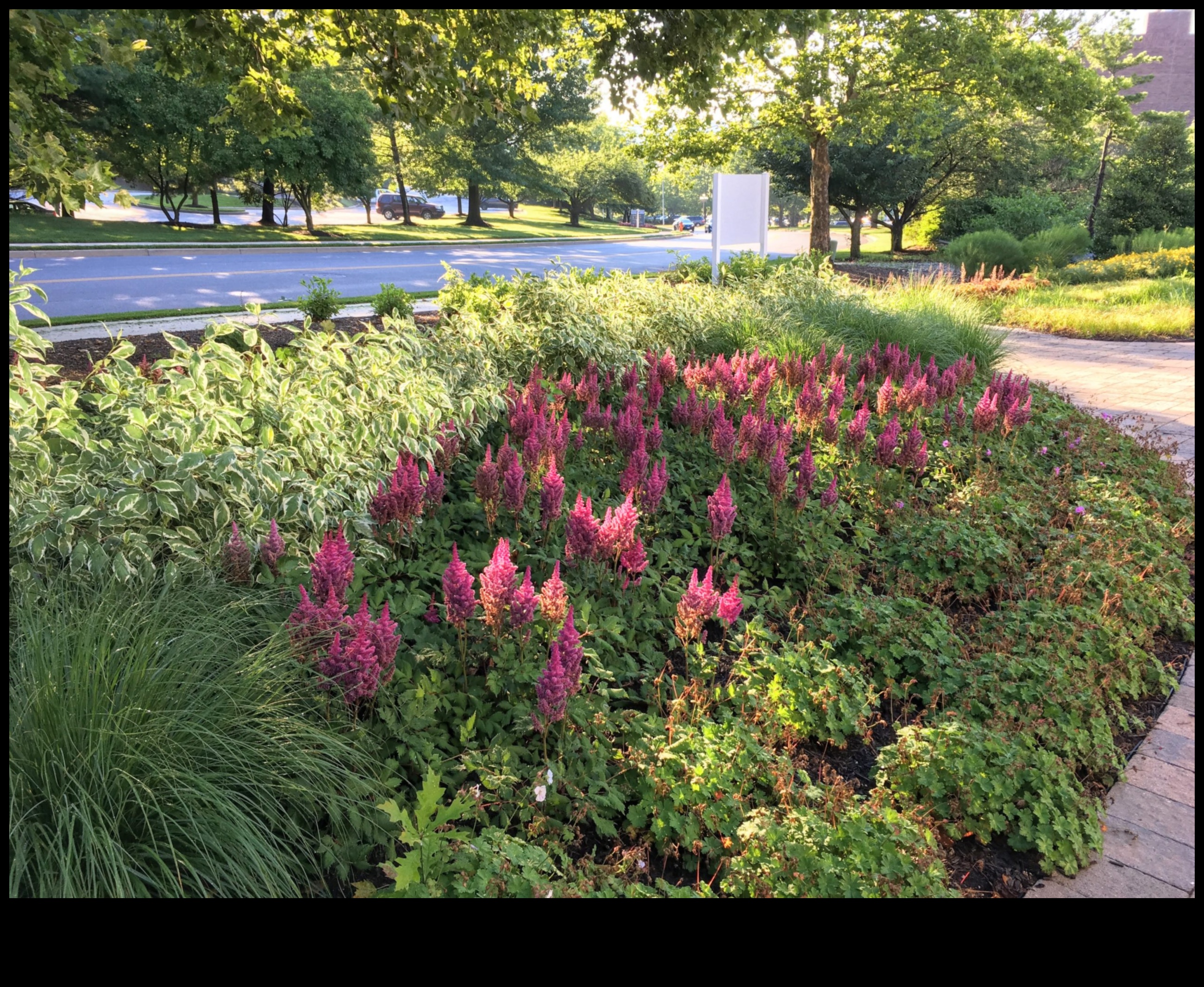 Buddy Blooms: Ανυψώστε τον χώρο σας με το Companion Planting