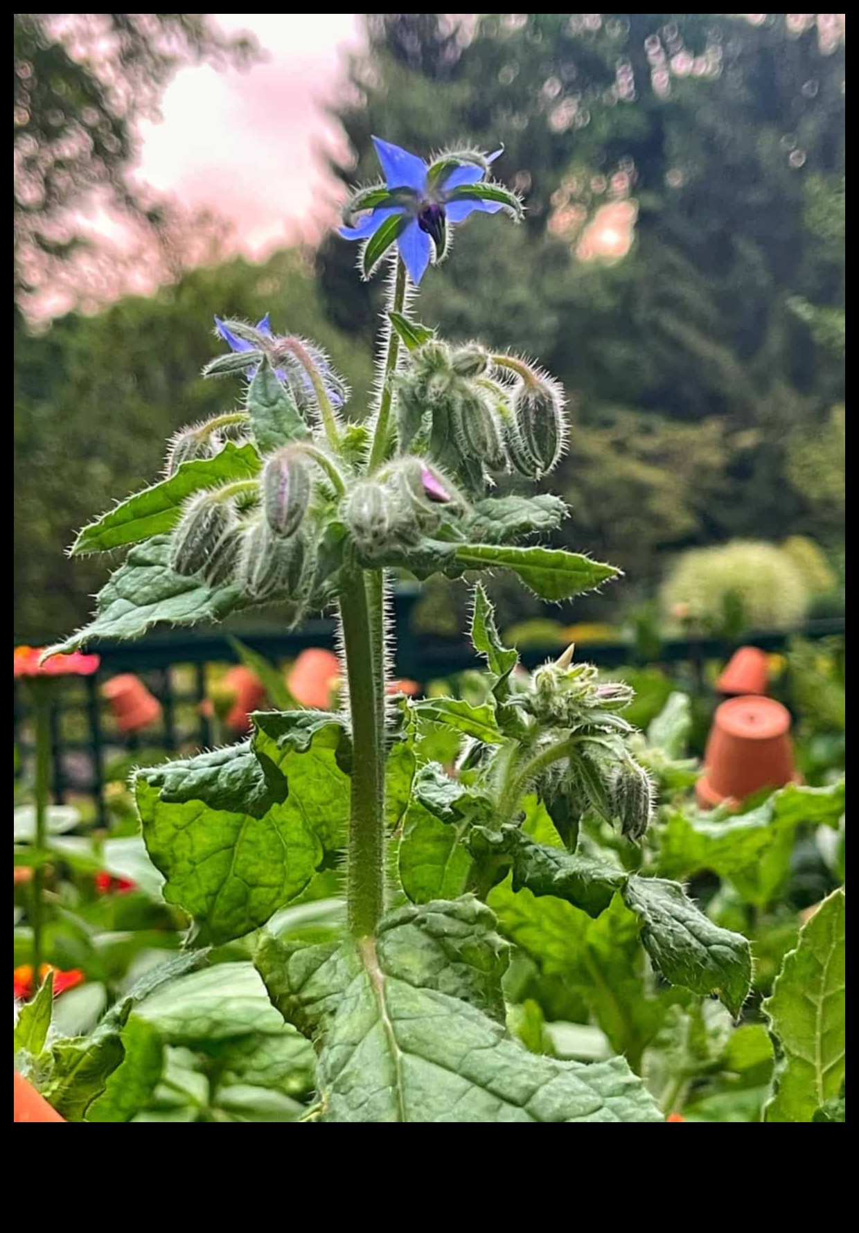 Buddy Blooms: Ανυψώστε τον χώρο σας με το Companion Planting