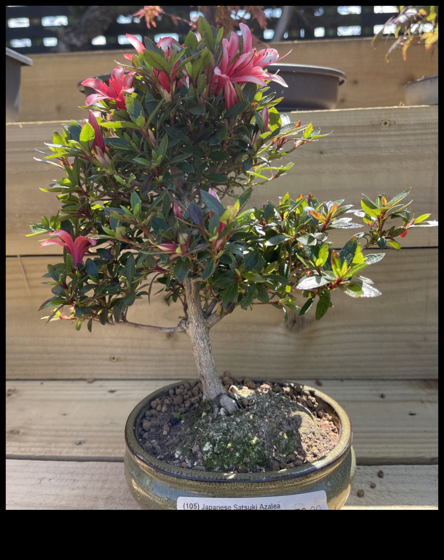 Satsuki Azaleas Το μυστικό για την κομψότητα του ιαπωνικού κήπου 4 Τα μυστικά του Satsuki Azaleas: Japanese Garden Elegance