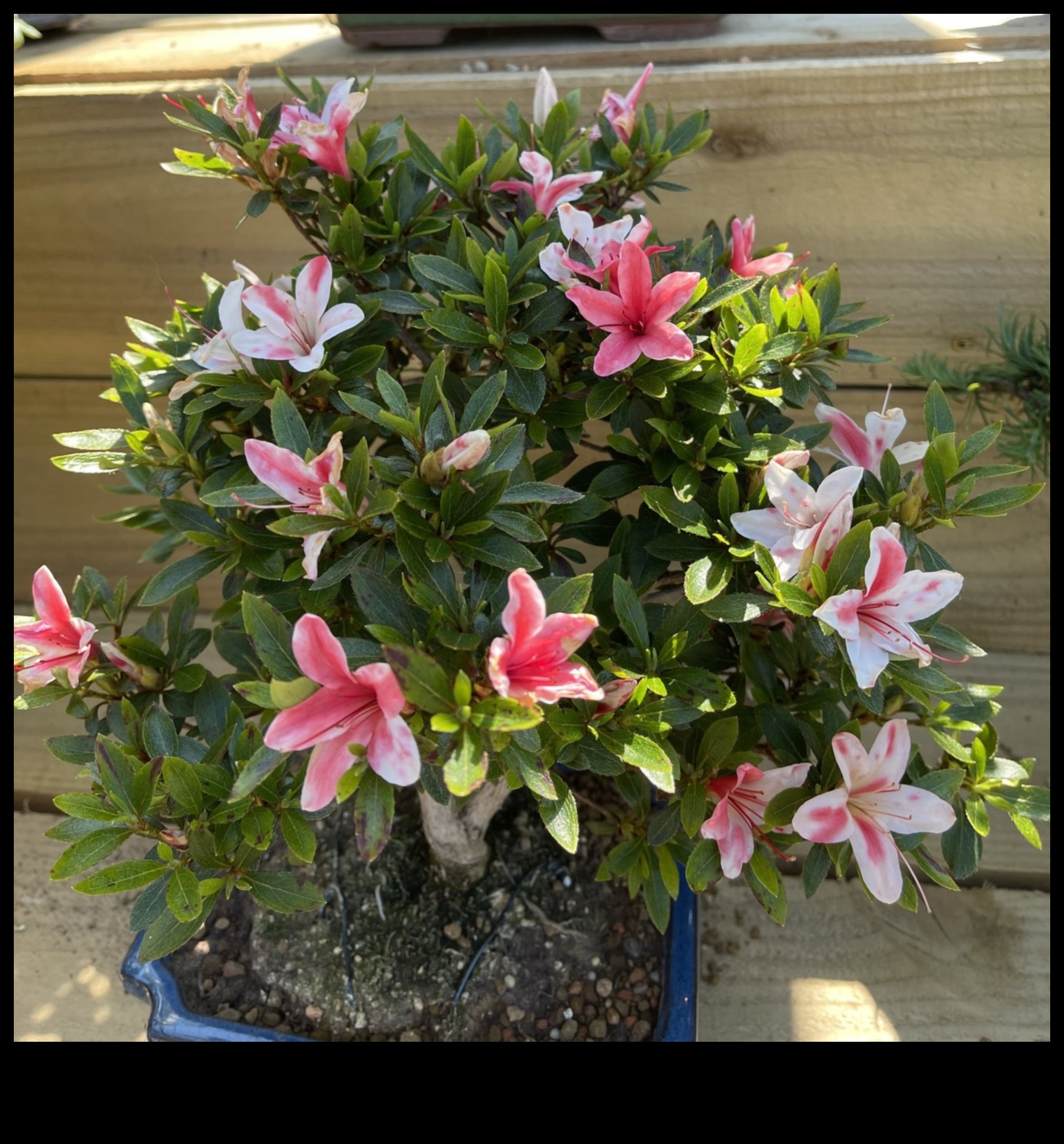 Satsuki Azaleas Το μυστικό για την κομψότητα του ιαπωνικού κήπου 5 Τα μυστικά του Satsuki Azaleas: Japanese Garden Elegance