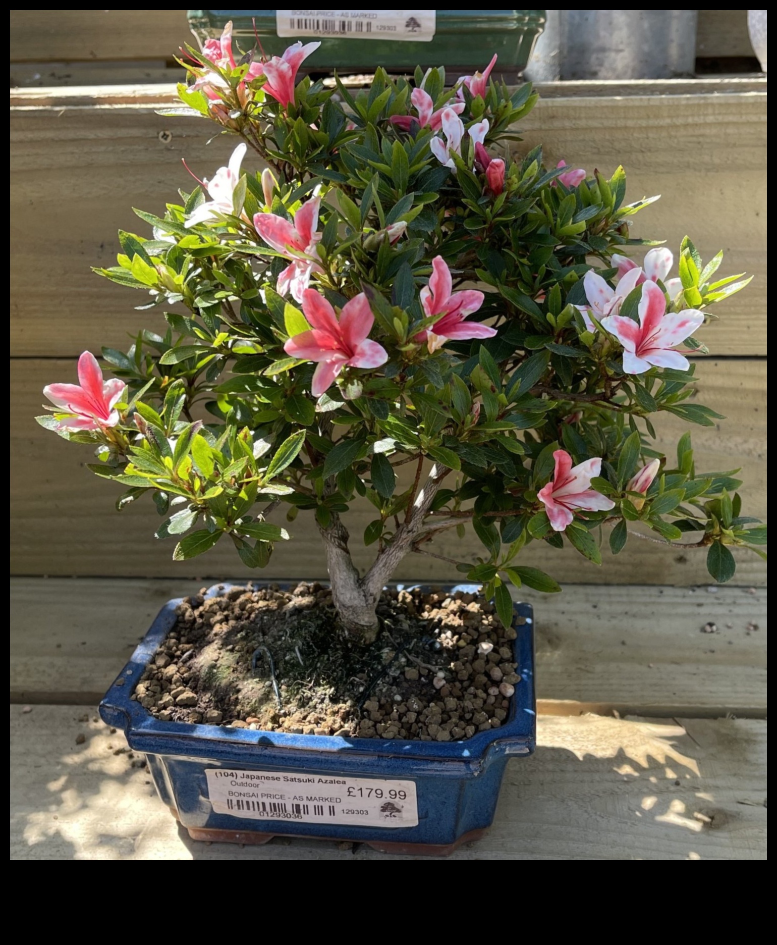 Satsuki Azaleas Το μυστικό για την κομψότητα του ιαπωνικού κήπου 2 Τα μυστικά του Satsuki Azaleas: Japanese Garden Elegance