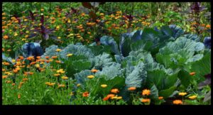 Blossom Bonds: Mastering the Art of Companion Planting