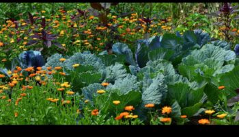 Blossom Bonds: Mastering the Art of Companion Planting