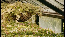 Blossom Brilliance Ανεβάστε τον χώρο σας με τη μαεστρία στον κήπο 5 Blossom Brilliance: Ανυψώστε τον χώρο σας με τη μαεστρία στον κήπο