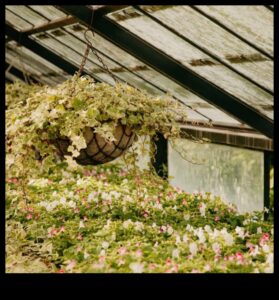 Blossom Brilliance: Ανυψώστε τον χώρο σας με τη μαεστρία στον κήπο