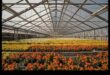Bountiful Blossoms: Greenhouse Treasures Await
