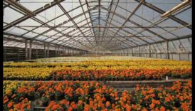 Bountiful Blossoms: Greenhouse Treasures Await