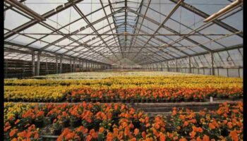 Bountiful Blossoms: Greenhouse Treasures Await