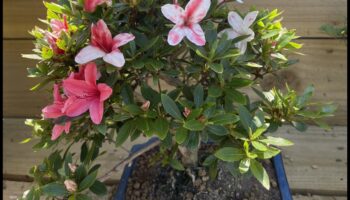 Τα μυστικά του Satsuki Azaleas: Japanese Garden Elegance