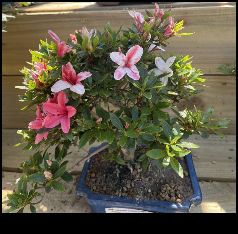 Τα μυστικά του Satsuki Azaleas: Japanese Garden Elegance