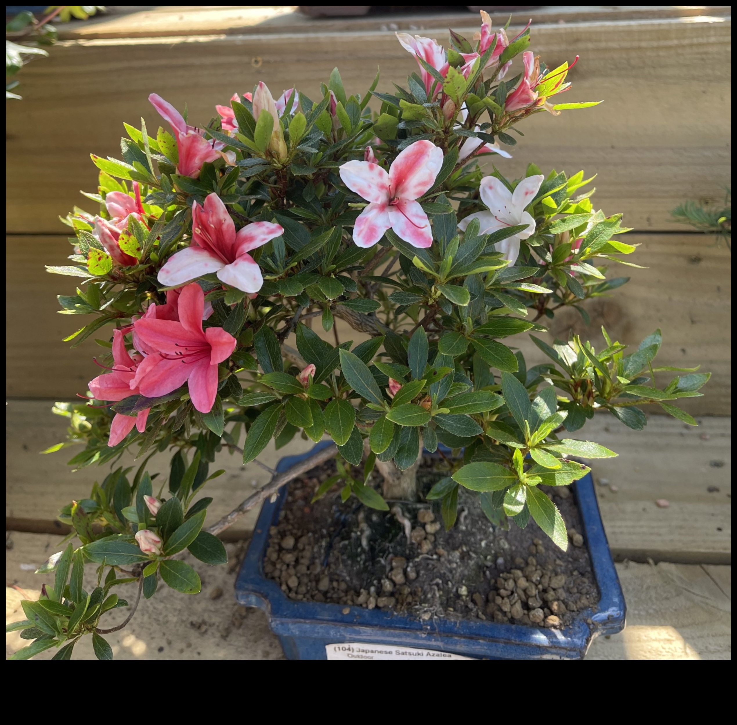 Satsuki Azaleas Το μυστικό για την κομψότητα του ιαπωνικού κήπου 1 Τα μυστικά του Satsuki Azaleas: Japanese Garden Elegance