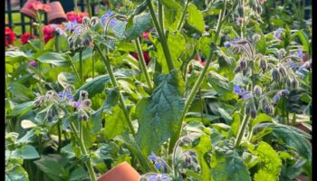 Buddy Blooms: Ανυψώστε τον χώρο σας με το Companion Planting