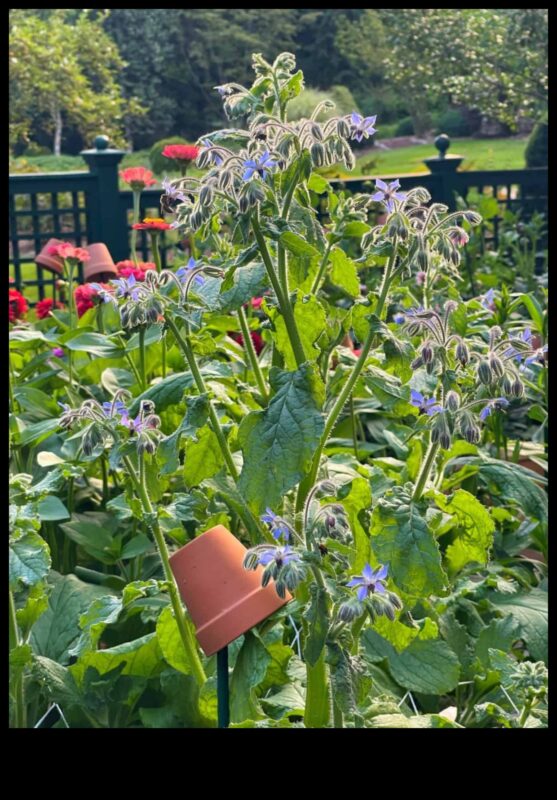Buddy Blooms: Ανυψώστε τον χώρο σας με το Companion Planting
