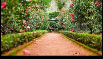 Καλλιτεχνική Αρμονία: Ανυψώστε τον κήπο σας με κομψές πινελιές